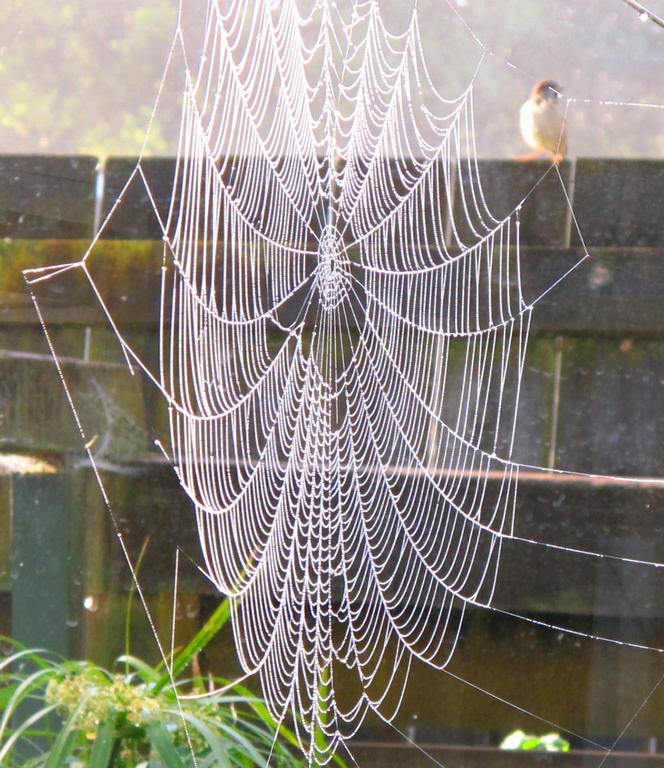 Cold morning didn't stop the spider's work, or the bird's observation !